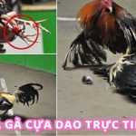 đá gà cựa dao trực tiếp